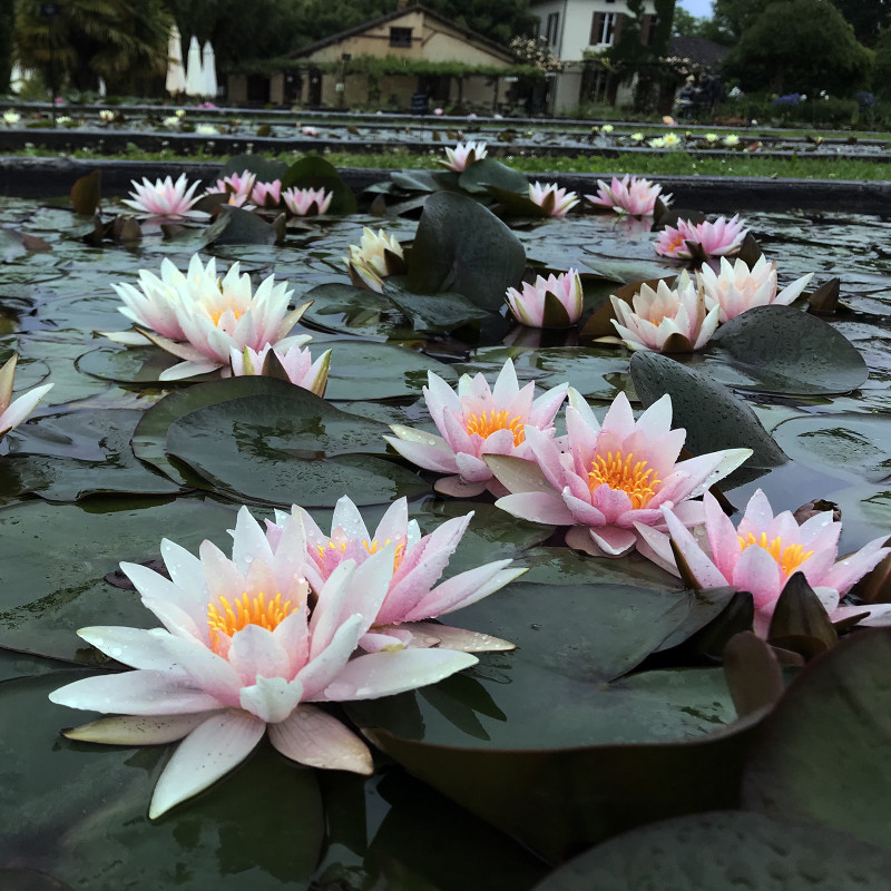 Nymphaea 'Amabilis', nénuphar rustique couleur rose