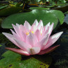 Nymphaea 'Rosy Morn', nénuphar rustique couleur rose