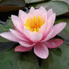 Nymphaea 'Pink Beauty', nénuphar rustique couleur rose