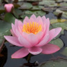 Nymphaea 'Rose Magnolia', nénuphar rustique couleur rose