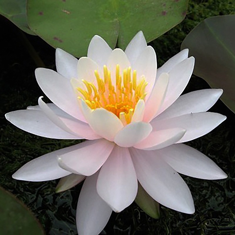 Nymphaea 'Tuberosa Rosea', nénuphar rustique couleur rose