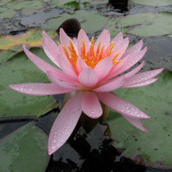 Nymphaea 'Odorata Juliana', nénuphar rustique couleur rose