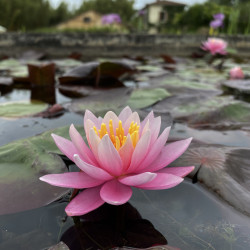 Nymphaea 'Odorata Exquisita', nénuphar rustique couleur rose