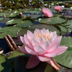 Nymphaea 'Norma Gedye', nénuphar rustique couleur rose