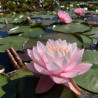 Nymphaea 'Norma Gedye', nénuphar rustique couleur rose