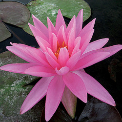 Nymphaea 'Rose Arey', nénuphar rustique couleur rose