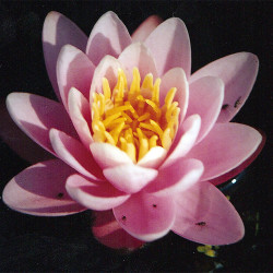 Nymphaea 'Anna Epple', nénuphar rustique couleur rose