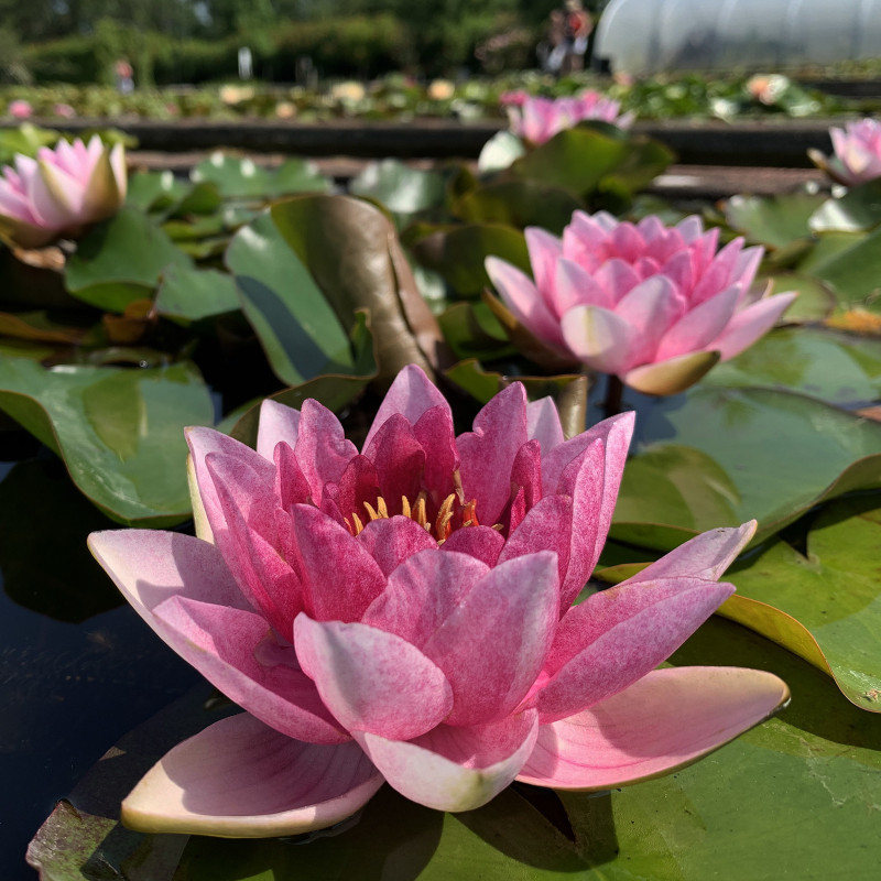 Nymphaea 'Arethusa', nénuphar rustique couleur rose