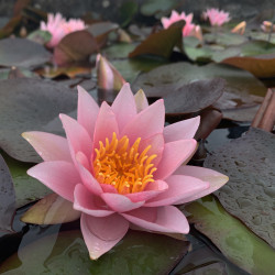 Nymphaea 'Millenium Pink', nénuphar rustique couleur rose