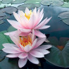 Nymphaea 'Brakeleyi Rosea', nénuphar rustique couleur rose