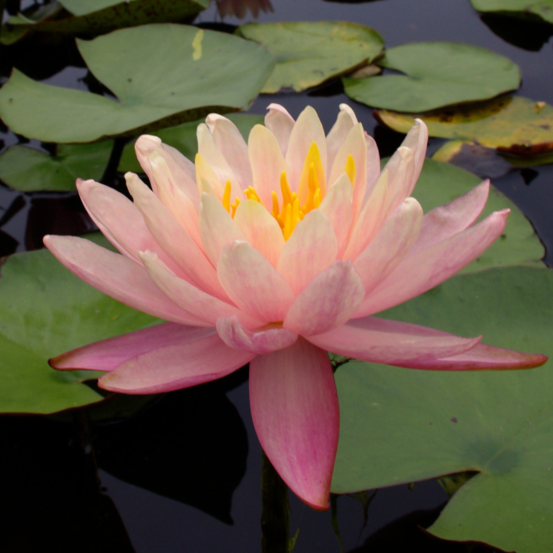 Nymphaea 'Thomas O'Brien', nénuphar rustique couleur cuivre