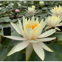 Nymphaea 'Inner Light', nénuphar rustique couleur cuivre