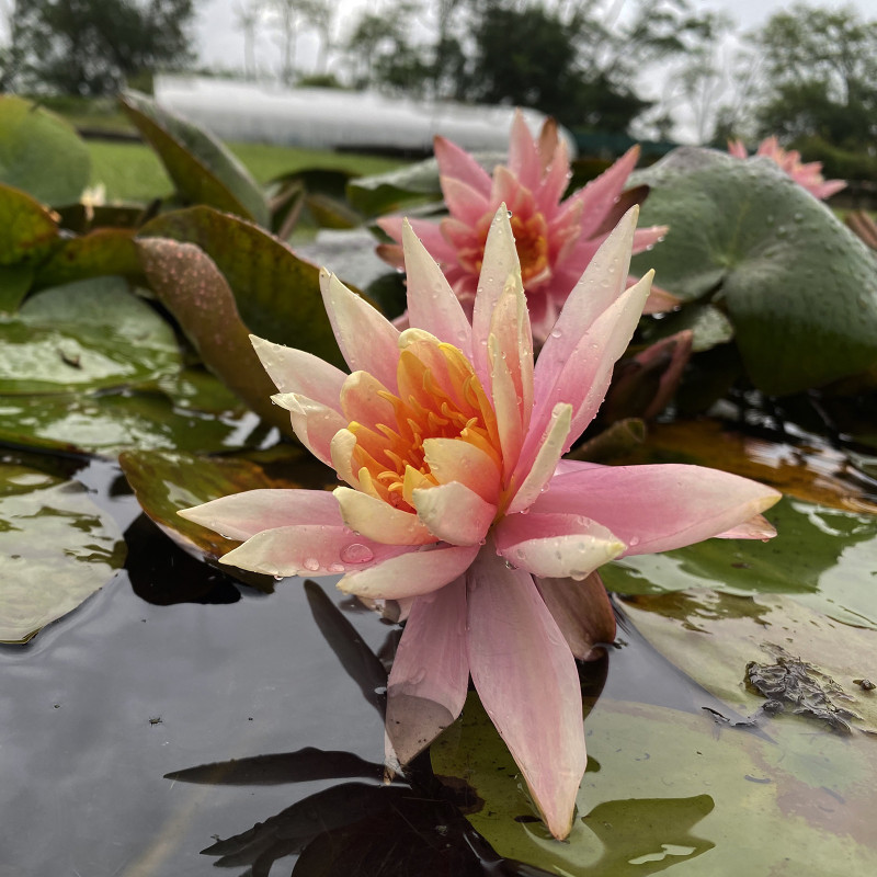 Nymphaea 'Colorado', nénuphar rustique couleur cuivre