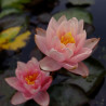 Nymphaea 'Berit Strawn', nénuphar rustique couleur cuivre