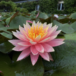 Nymphaea 'Sunny Pink', nénuphar rustique couleur cuivre