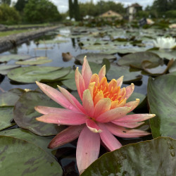 Nymphaea 'Patio Joe', nénuphar rustique couleur cuivre