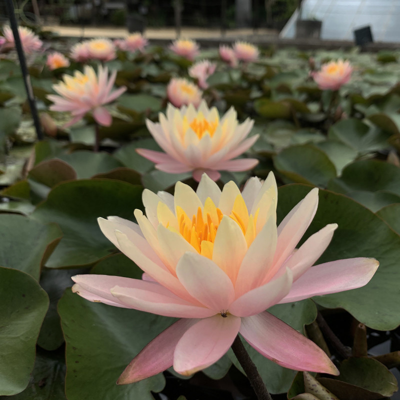 Nymphaea 'Barbara Dobbins', nénuphar rustique couleur cuivre