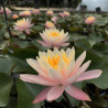 Nymphaea 'Barbara Dobbins', nénuphar rustique couleur cuivre