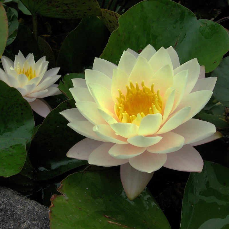 Nymphaea 'Florida Sunset', nénuphar rustique couleur cuivre