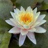 Nymphaea 'Carolina Sunset', nénuphar rustique couleur cuivre