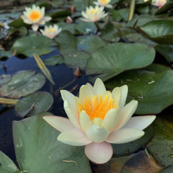 Nymphaea 'Pam Bennett', nénuphar rustique couleur cuivre