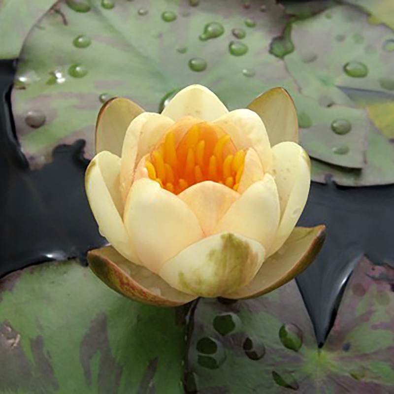 Nymphaea 'Graziella', nénuphar rustique couleur cuivre