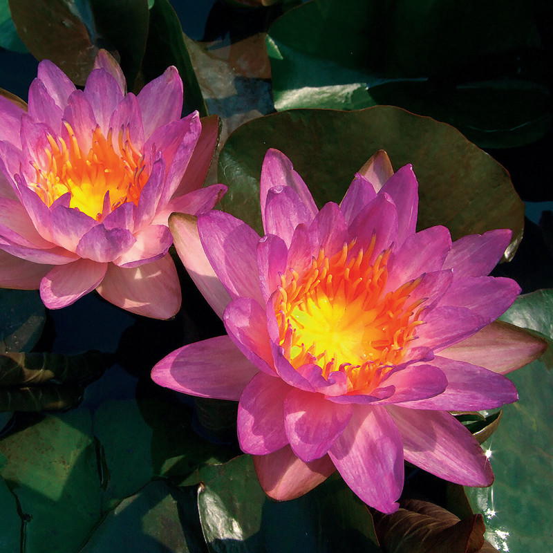 Nymphaea 'Siam Marble', nénuphar rustique couleur bleue/violet Nymphaea 'Siam Marble', nénuphar rustique couleur bleue/violet