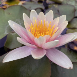 Nymphaea 'Sioux', nénuphar rustique couleur cuivre