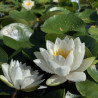 Nymphaea 'White Sultan', nénuphar blanc rustique