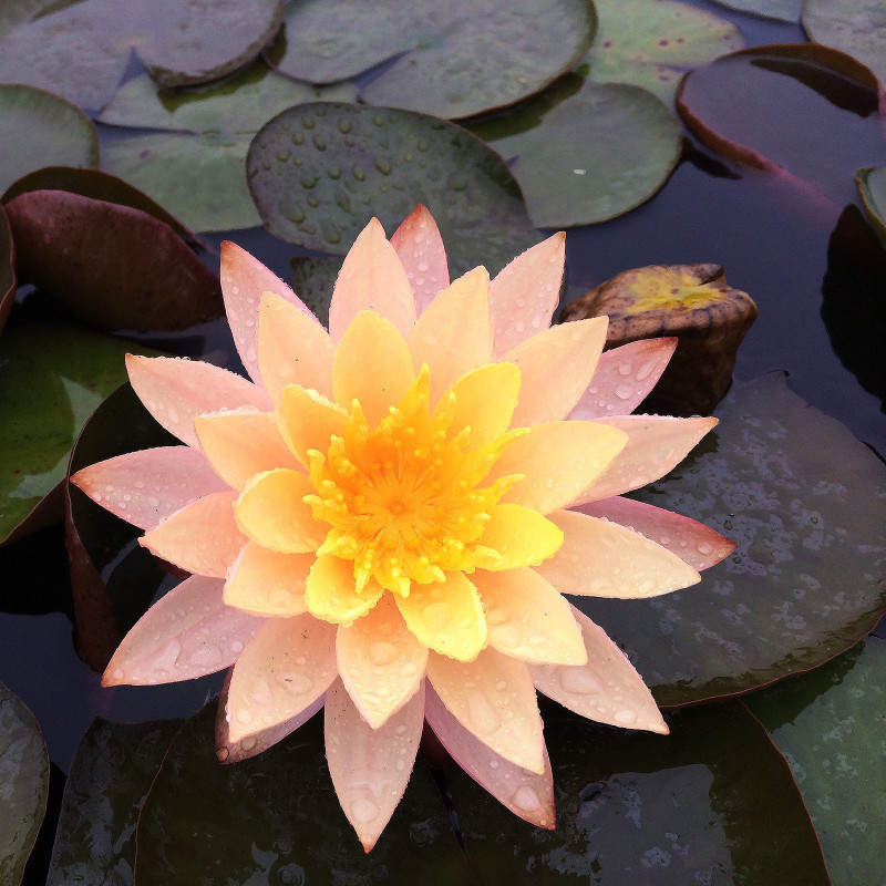 Nymphaea 'Karleen Harder', nénuphar rustique couleur cuivre