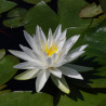 Nymphéa 'White Star', nénuphar blanc rustique