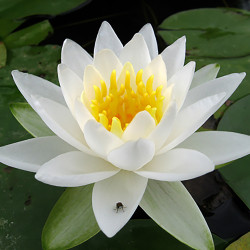 Nymphaea 'Tuberosa Maxima', nénuphar blanc rustique