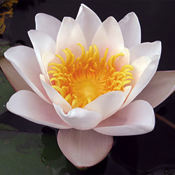 Nymphaea 'Geisha Girl', nénuphar blanc rustique