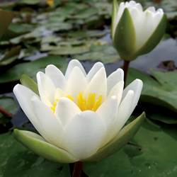 Nymphaea Candida, nénuphar blanc rustique