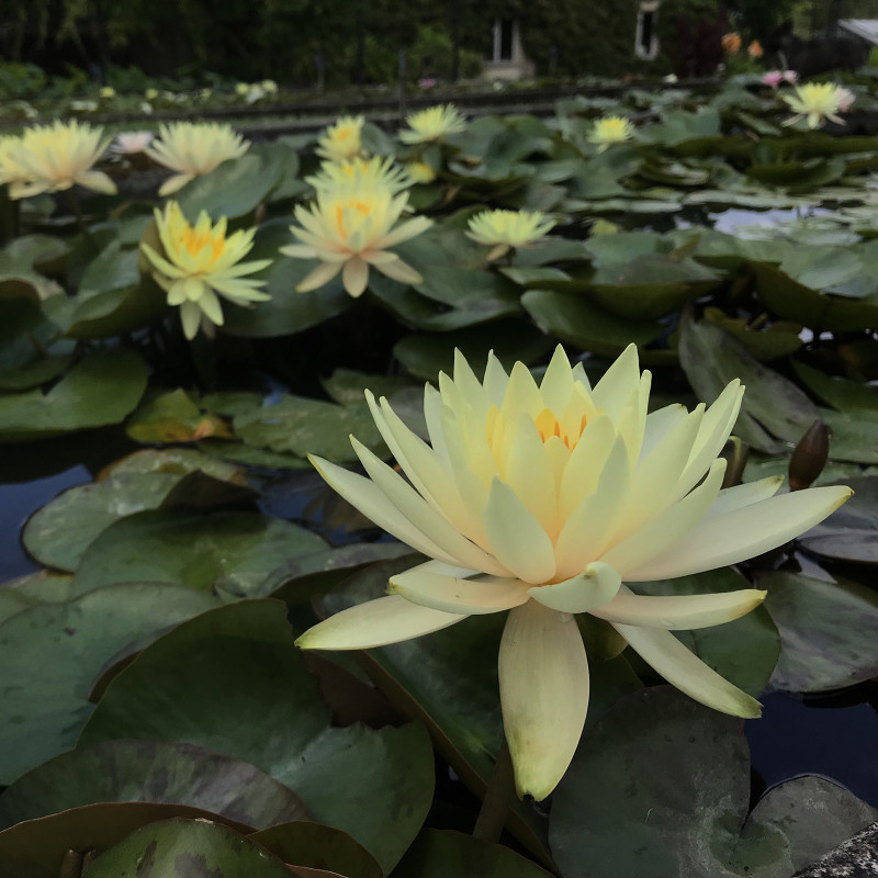 Nymphaea 'Peach Sunrise', nénuphar rustique couleur cuivre