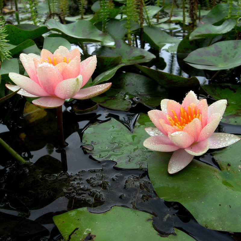 Nymphaea 'Chrysantha', nénuphar rustique couleur cuivre