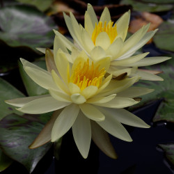 Nymphaea 'Sulphurea Okeechobee', nénuphar rustique couleur jaune