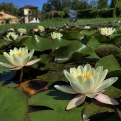 Nymphaea 'Moorei', nénuphar rustique couleur jaune