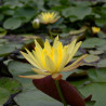 Nymphaea Mexicana, nénuphar rustique couleur jaune