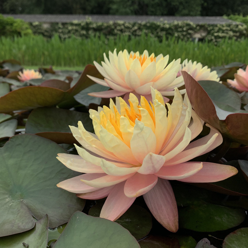 Nymphaea 'Mangkala Ubol', nénuphar rustique couleur cuivre