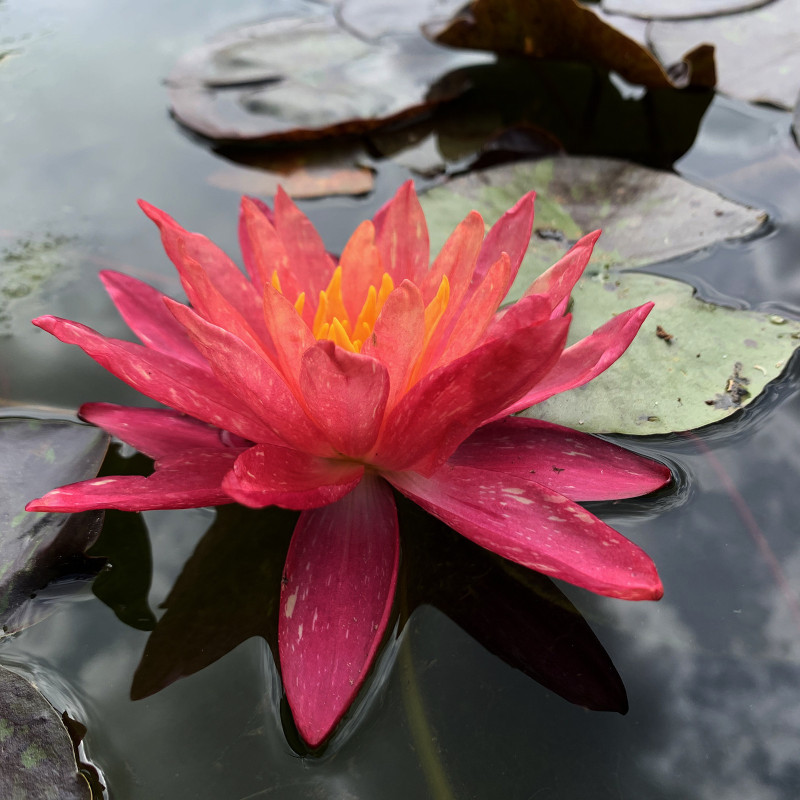 Nymphaea 'Wanvisa', nénuphar rustique couleur cuivre