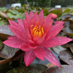 Nymphaea 'Wanvisa', nénuphar rustique couleur cuivre