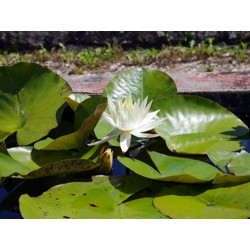 Nymphaea 'Moon Dance', nénuphar blanc rustique