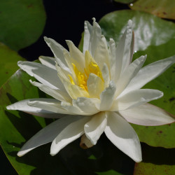 Nymphaea 'Moon Dance', nénuphar blanc rustique