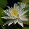 Nymphaea 'Moon Dance', nénuphar blanc rustique