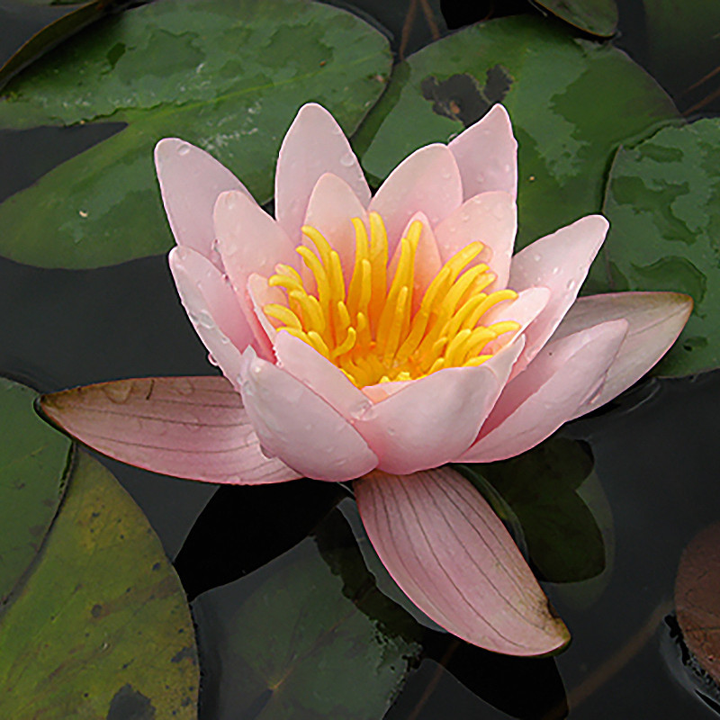 Nymphaea 'Berthold', nénuphar rustique couleur rose