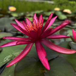 Nymphaea 'Hidden Violet', nénuphar rustique couleur rouge