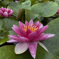 Nymphaea 'Radiant Red', nénuphar rustique couleur rouge