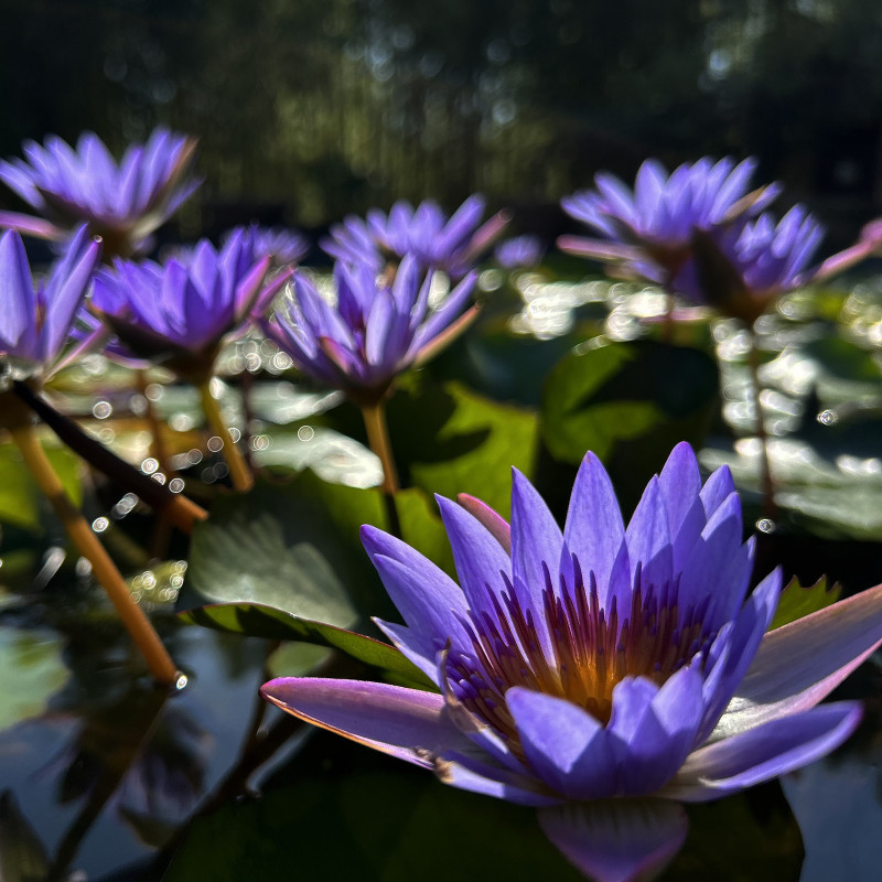 Nymphaea 'Tina', nénuphar tropical diurne