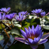 Nymphaea 'Tina', nénuphar tropical diurne